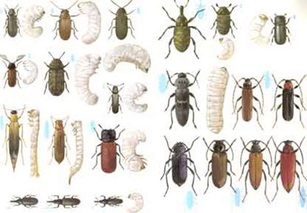 Forskellige insekter